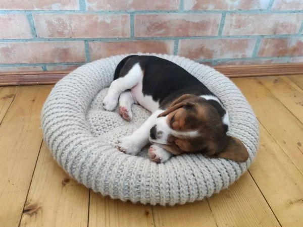 crochet Round Dog Bed easy pattern