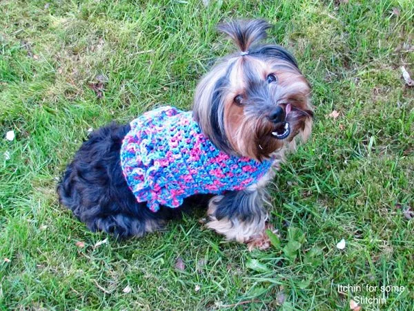Ruffled Small Dog Sweater