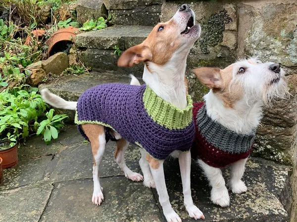 crochet Bespoke Doggie Jumper free pattern